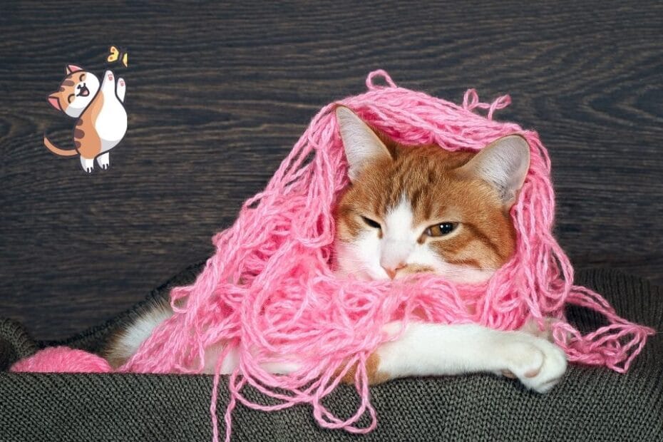 封面图片 被粉色羊毛缠住的猫 - 6 个有趣的猫视频 | 7 有趣的猫图片