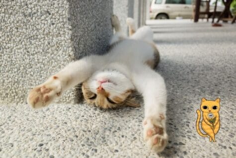 eine junge Katze reckt sich auf dem Boden. lustige katze 