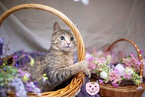 Junges Kätzchen in einem Blumenkörbchen. Lustige Katzen Bilder