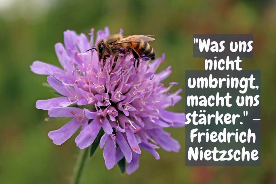 Biene auf violettfarbener Blumen blühte und Zitat: "Was uns nicht umbringt, macht uns stärker." - Friedrich Nietzsche