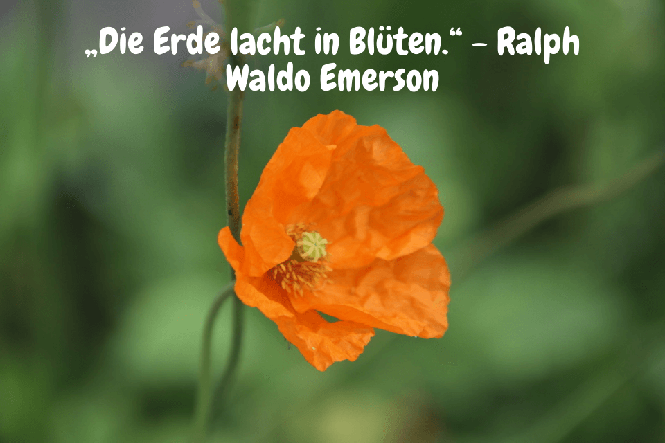 Orange Mohnblume - „Die Erde lacht in Blüten.“ - Ralph Waldo Emerson