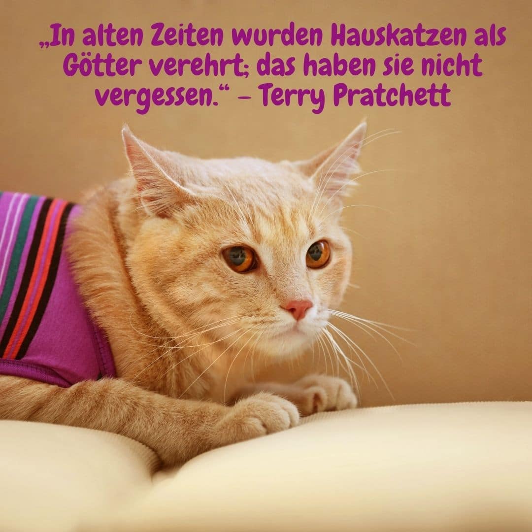 Eine oranger Kater sitzt auf einem Sofa mit Zitat: „In alten Zeiten wurden Hauskatzen als Götter verehrt; das haben sie nicht vergessen.“ – Terry Pratchett