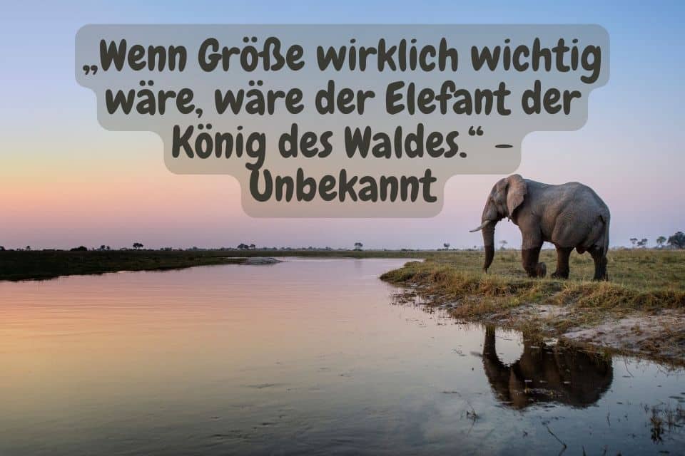 Elefant am Fluss und Zitat: „Wenn Größe wirklich wichtig wäre, wäre der Elefant der König des Waldes.“ - Unbekannt